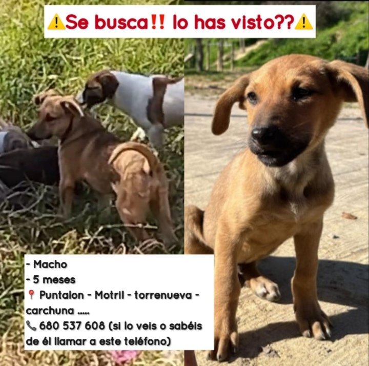 🆘🆘🆘 Este #Perro sigue #Perdido 💔 por zonas #Puntalon, #Torrenueva, #Carchuna en #Motril #Granada 🙏🙏🙏