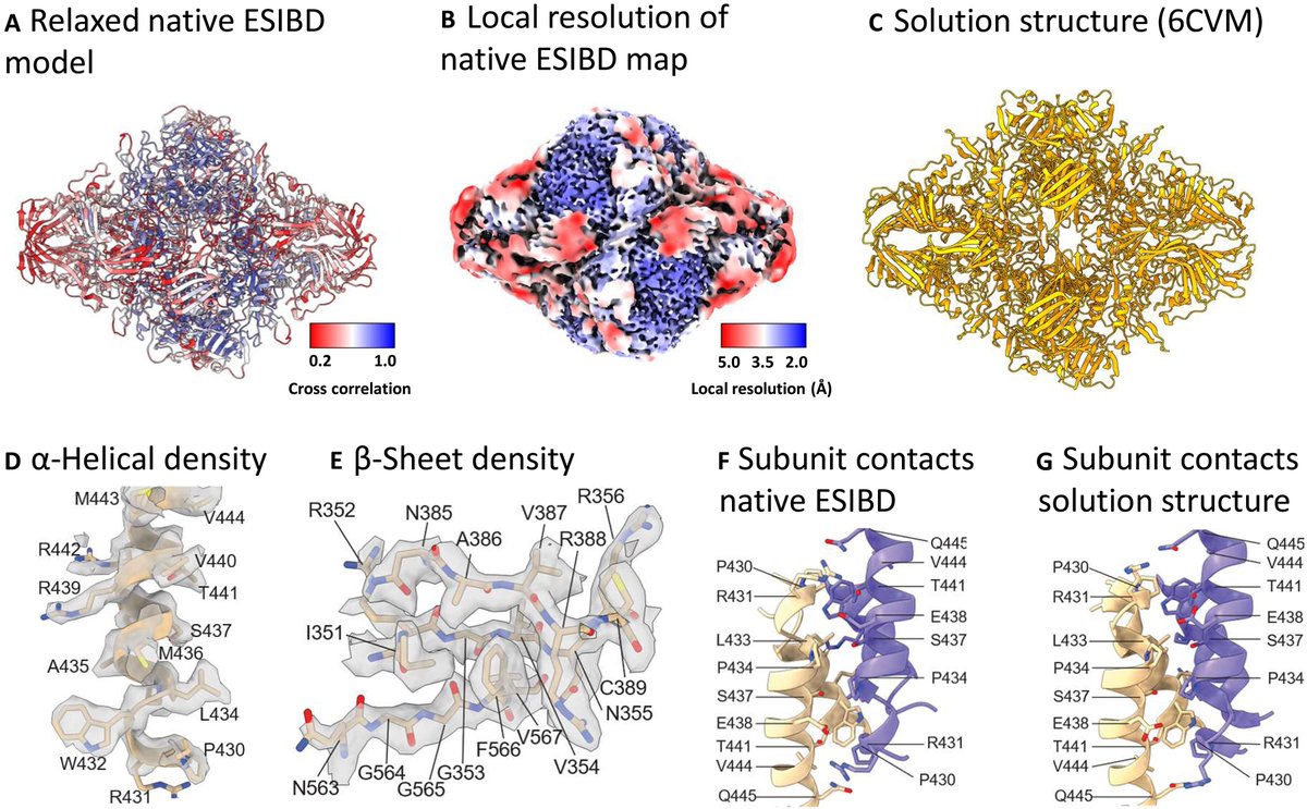 '#CryoEM of soft-landed β-galactosidase: Gas-phase and native structures are remarkably similar.'

Congrats to this collaborative team from @ESIBDLab, @KavliOxford, @thermofisher, @TBharat_lab, & @UniKonstanz! bit.ly/3HYkTXX