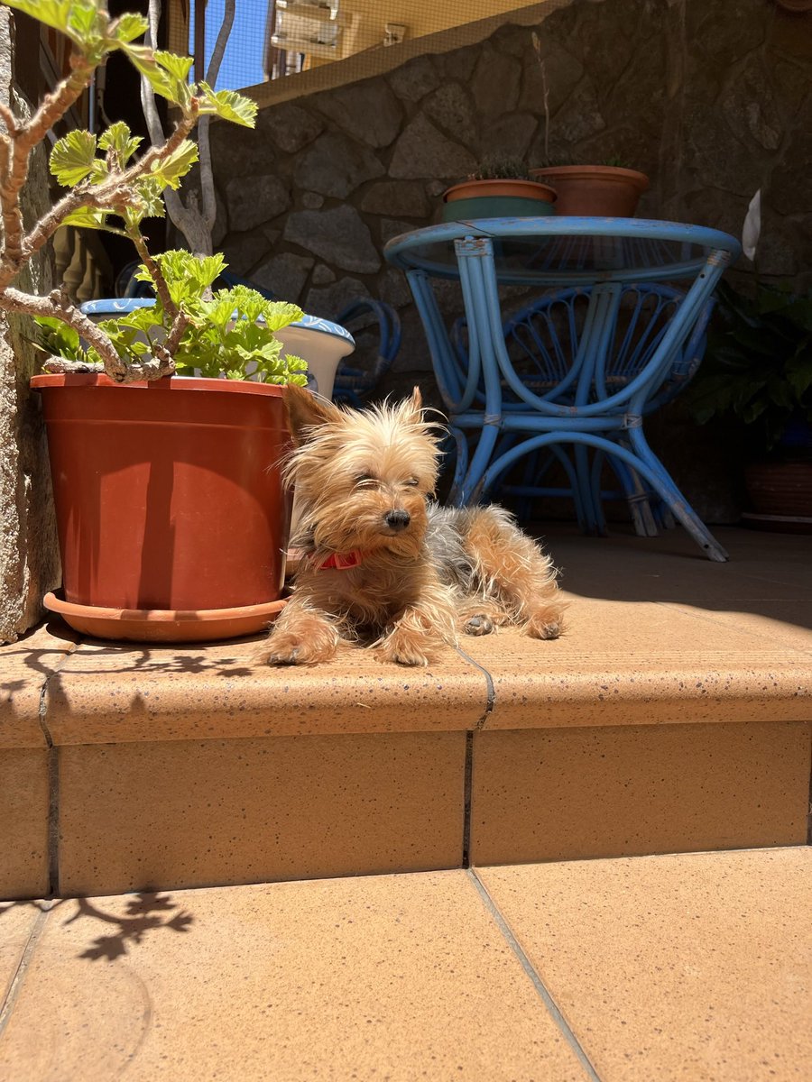 monicaa901's tweet photo. ⚠️SE BUSCA!
Se llama Linda.
Es una yorkshire muy pequeña.
Es muy sociable, se acerca a todo el mundo y no ladra porque es muda.
Se perdió hace casi 2 días por la rotonda número 1 y Geraldino (Jerez de la fra.) pero puede estar en cualquier parte.
Agradecemos cualquier info 🙏🏽 https://t.co/wVxT3BGHC7
