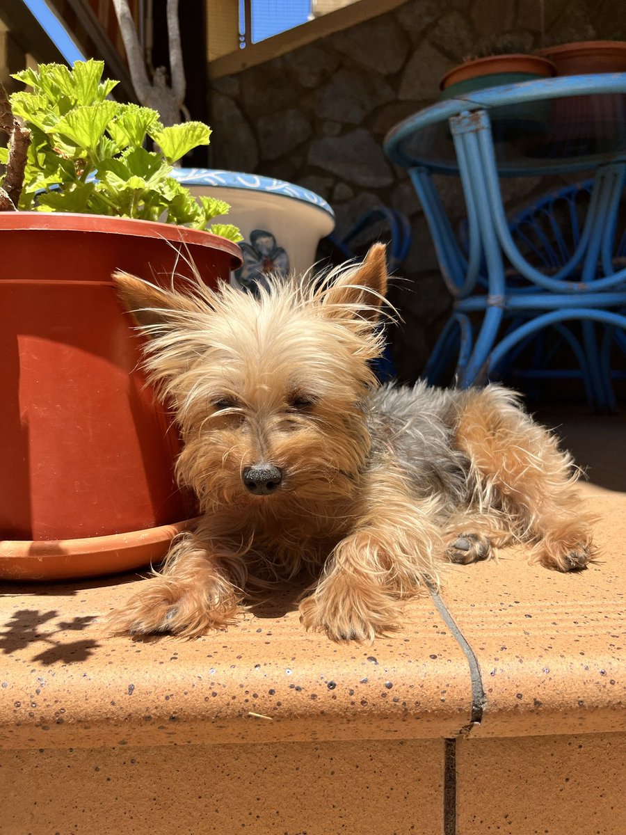 monicaa901's tweet photo. ⚠️SE BUSCA!
Se llama Linda.
Es una yorkshire muy pequeña.
Es muy sociable, se acerca a todo el mundo y no ladra porque es muda.
Se perdió hace casi 2 días por la rotonda número 1 y Geraldino (Jerez de la fra.) pero puede estar en cualquier parte.
Agradecemos cualquier info 🙏🏽 https://t.co/wVxT3BGHC7