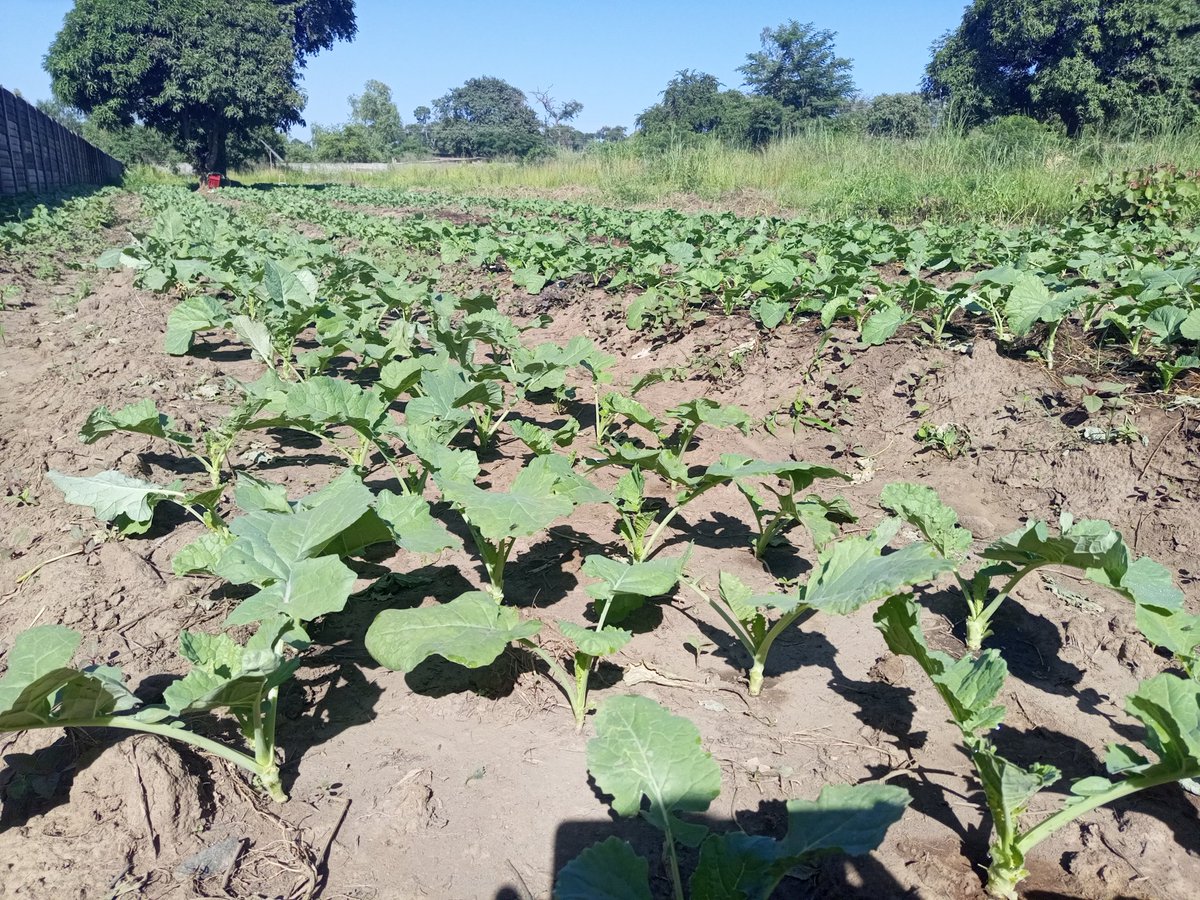 Progress 4.0 I will be feeding vulnerable children through Mhuri Yedu Feeding Scheme