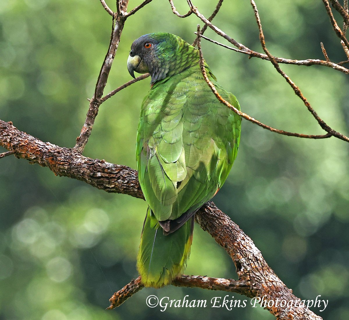 Evie and my Lesser Antilles quest for #endemics continue yesterday with this superb Red-necked Parrot on the Syndicate #nature  Trail. #BirdsSeenIn2024 #wildlifephotography #BirdsOfTwitter #birding #parrots #wildlife