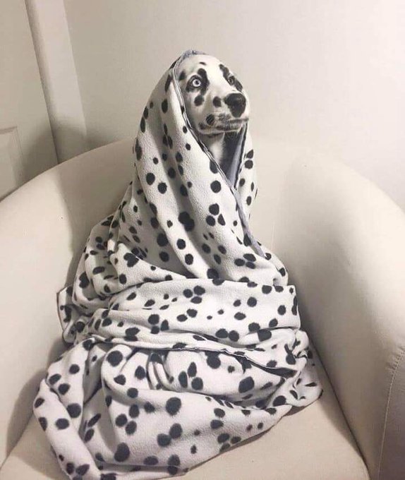 Xersex2009's tweet photo. #dalmatians for my #twitterfamily
happy #mongay https://t.co/qMJUKVxjLU