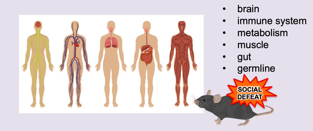 We're hiring ambitious PhD students interested in the molecular mechanisms of adaptation to social status. How do brain, immune, muscle, liver, gut and germline adapt to subordinate or dominant status in mice? DEADLINE: March 11, 2024 embl.org/about/info/emb…