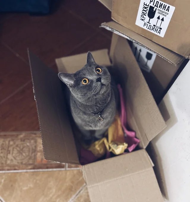 CatsInsideBox's tweet image. 