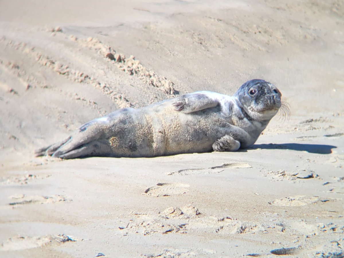#Bird watchers are out and about. #Winds North 17 knots. Low tide 6:43 a.m. Air 49 degrees, ocean 45. A #gray_seal that was hanging around has moved on. Pic Meredith Fish.