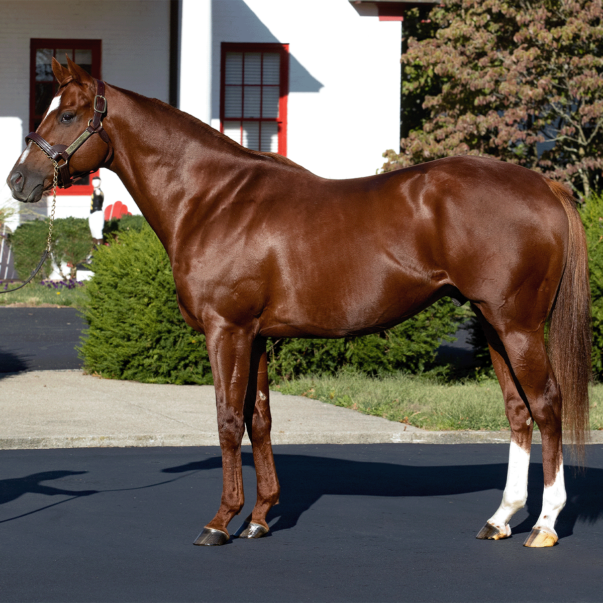 Bidding is Now Open!! ONE DAY ONLY Stallion Season Auction to benefit aftercare! Bid on a 2024 No Guarantee season with Breed Back to LEXITONIAN, standing at @CalumetFarm & generously donated by @JackSisterson. Bidding closes TONIGHT at 9PM EST! Visit: stallionseason.cbo.io