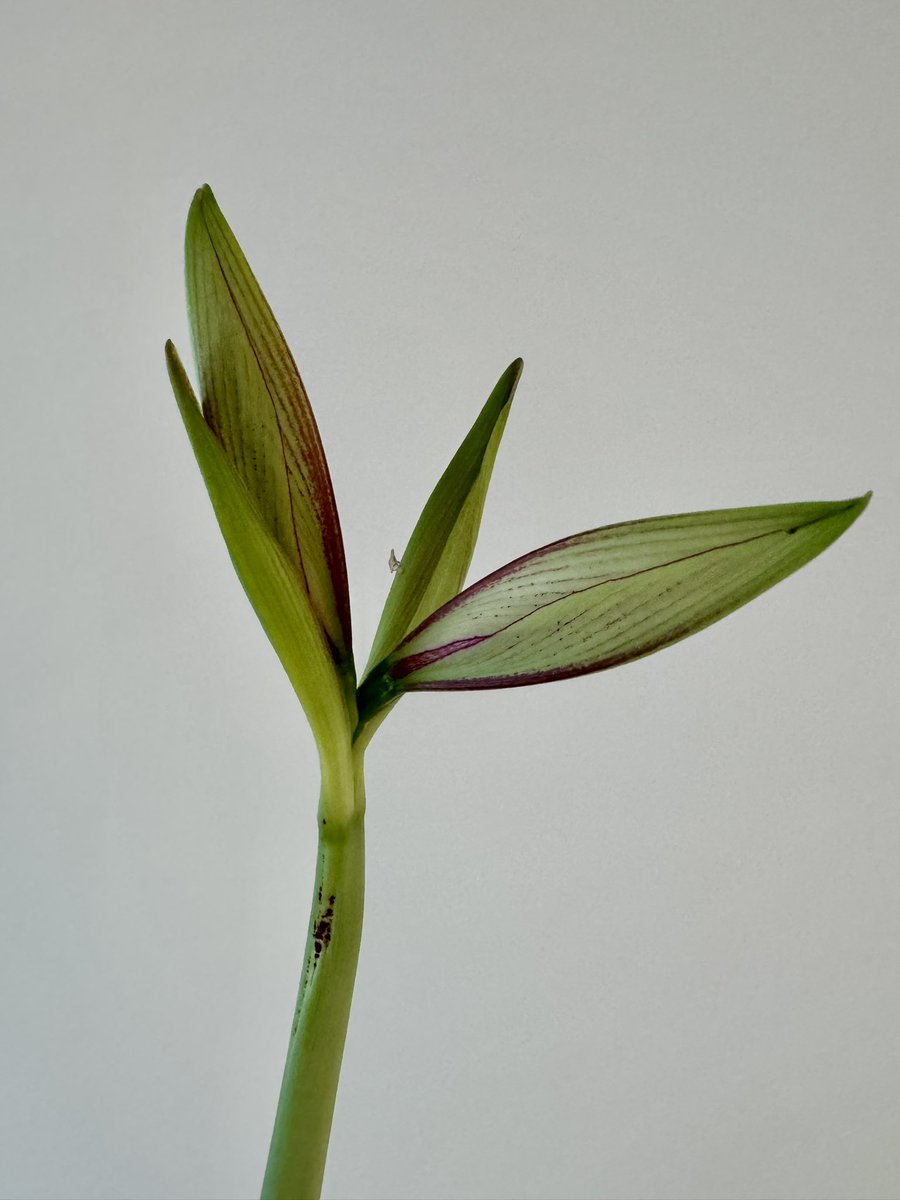 Amaryllis: Exotic Star 
#amaryllis #bloom #houseplants