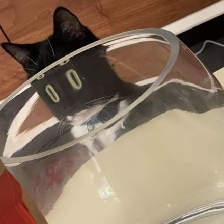 taesan as cats 🐈‍⬛ (@taesancats) on Twitter photo 