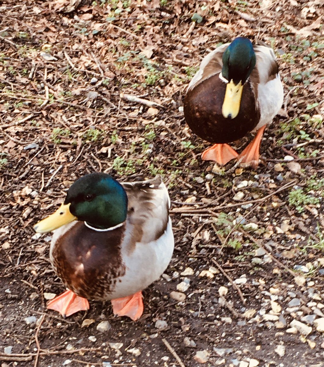 timjwakefield's tweet photo. Greetingโs from @Pensthorpe where I have been undertaking my @WeBS_UK core count for February. The rain cleared away and it turned into a beautiful spring like day.
#BirdingByBus
@SandersCoaches 44A
@FirstNorwich X29 https://t.co/F6ZIz6CZxU