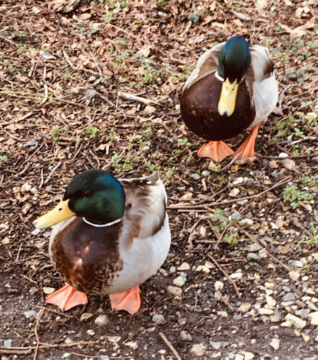 Greeting’s from @Pensthorpe where I have been undertaking my @WeBS_UK core count for February. The rain cleared away and it turned into a beautiful spring like day.
#BirdingByBus 
@SandersCoaches 44A
@FirstNorwich X29