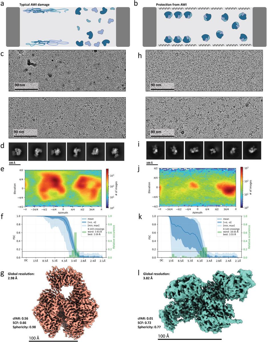 In Today's #journalclub, we had a look at using small nematode and tardigrade proteins (LEAs) as air-water interface protectants for cryo-EM grid preparation, by Abe & Lim: biorxiv.org/content/10.110…