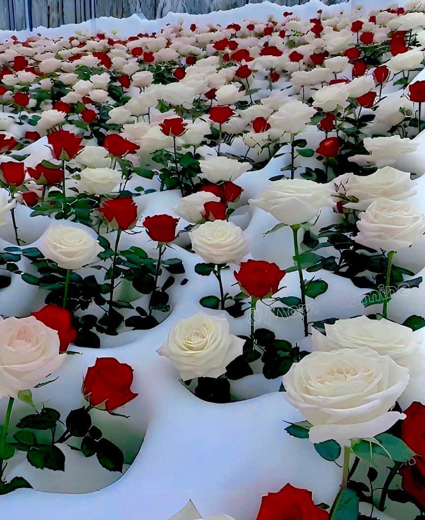 Good morning ☀️🌨️🌹🤍🌹🤍