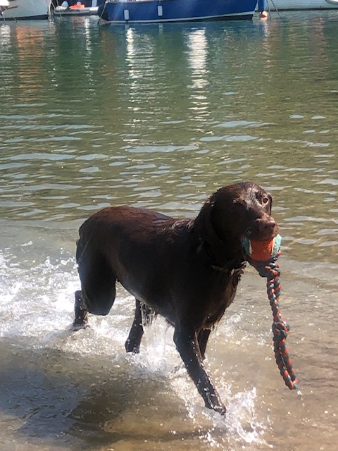 Labrador Rescue SE&C tweet media