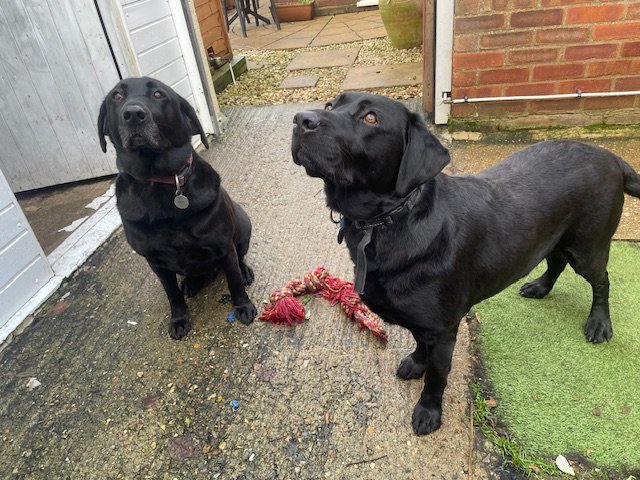Labrador Rescue SE&C tweet media