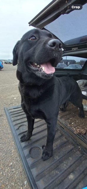 Labrador Rescue SE&C tweet media
