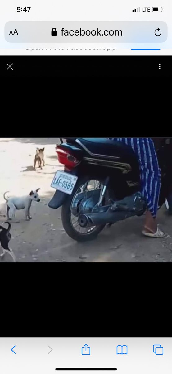 FakeRescuesOver's tweet photo. This is a Vietnamese license plate. This person hurts puppies and kittens all day, under the pretense they're "saving" them. https://t.co/CH2F6aLt2g