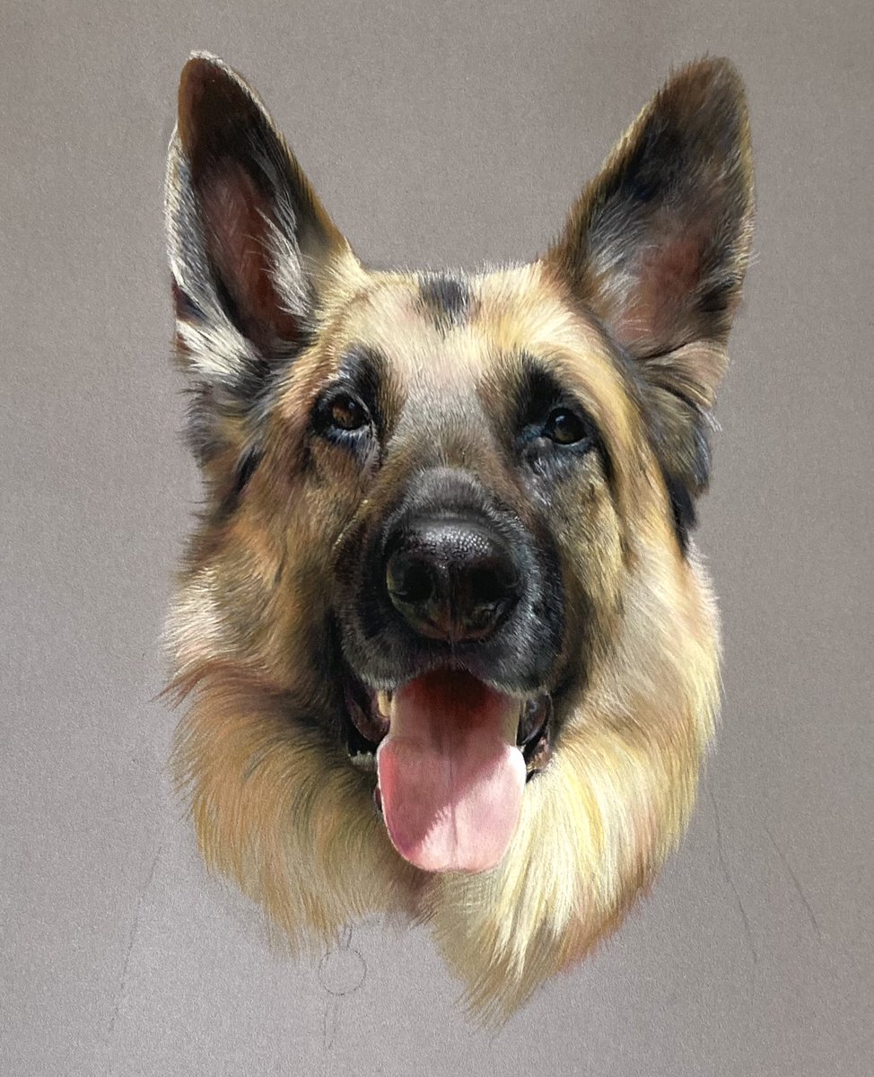 We have a face! Will get the rest of the base down on the lovely 'Bear' then start adding hair detail. Have a great weekend everyone 🙂.
#art #artist #artworks #dog #dogs #dogartist #doglover #germanshepherd #drawing #painting #pastels #softpastels #arty #artsy #realismart