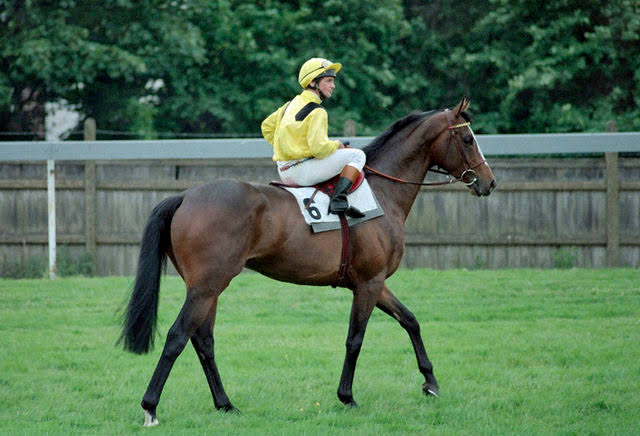 HORSERACING1002's tweet image. MTOTO🇬🇧1983
(BUSTED - AMAZER BY MINCIO)#Mtoto
B/ John L. Moore 🇬🇧1983
O/ Ahmed Al Maktoum 
T/ Alec Stewart
TATOCT 110,000 Gns
12-8-1-0---£833,638
1987 champion 🏆 older horse in 🇬🇧🇫🇷
1988 Co-champion older horse 🇫🇷🇬🇧
Brigadier Gerard S, Prince of Wales S (2), Eclipse S (2),