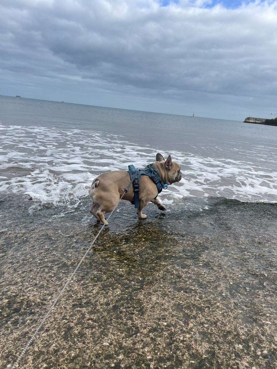 MissPearce22's tweet photo. Seaside dip ✨🐶 https://t.co/cyTBfYX9NP