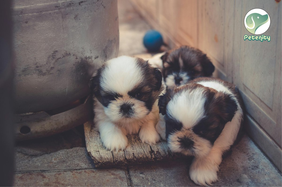 petenity's tweet photo. Overflowing with cuteness, one paw at a time! 🐾💖 
https://t.co/9kIbpiEpYK

#AdorablePup #PuppyLove https://t.co/BzHERsYi9U