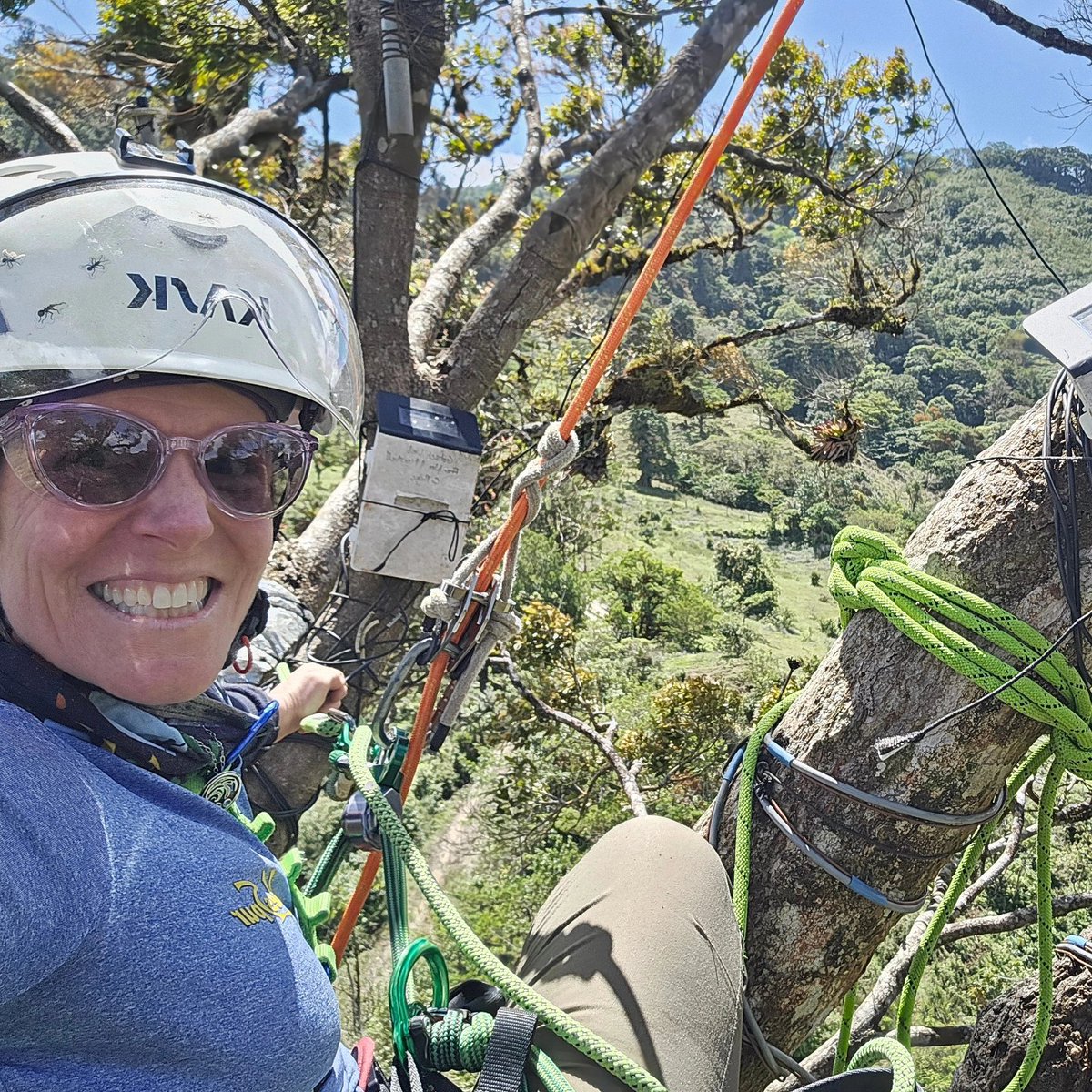 Our tree architecture campaign continues. We are taking these measurements to understand factors influencing epiphyte colonization, following removal. My crew's climbing skills are being pushed to the next level! <a href="/UKAgriculture/">University of Kentucky Martin-Gatton CAFE</a>