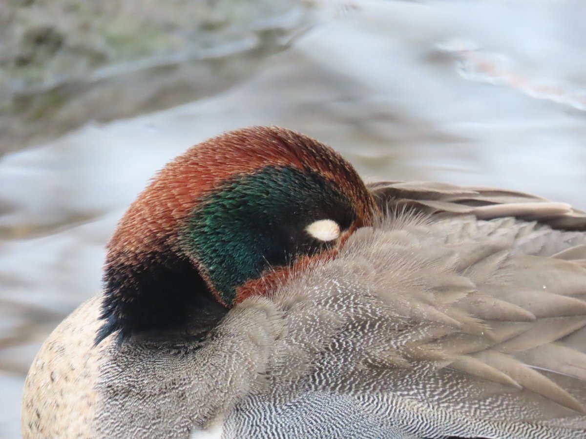 Enjoyed observing my first #greenwingedteal at The Pool on snow day 13 February 2024 #centralpark #birdcpp