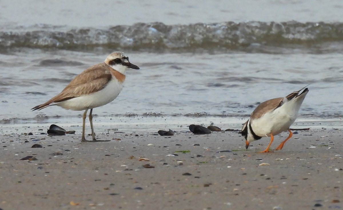 Are you interested in helping to survey bird populations in the Tees Estuary? We're currently looking for one or two volunteers to complete monthly Wetland Bird Counts at Coatham Sands, Redcar. Further information can be found here: teesmouthbc.com/forumtbc/index… @teesbirds1 @WeBS_UK