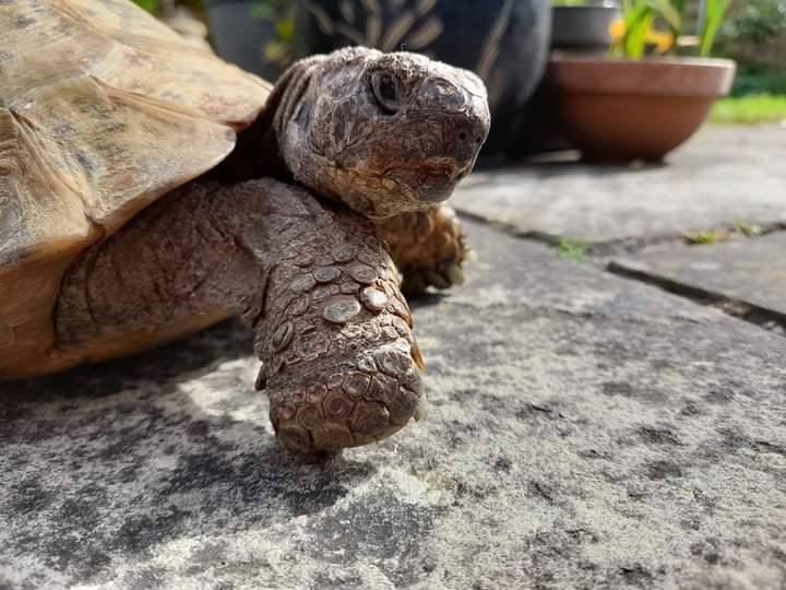 AlbertTortoise's tweet photo. HE seems to have done OK on #tour. This is #ALBERTthetortoise reporting final Children's Literature Festival event done. I told him what to do. Hope the #weekend is being good to you. #TakeCare https://t.co/sGYhBlFUhP
#tortoise #garden #turtle #tortoisebooks #patio https://t.co/3S0CSD9bwu