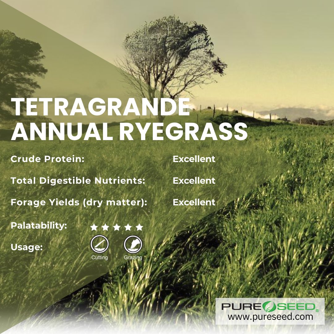 PureSeed_RPMS's tweet photo. Forage Friday: TetraGrande is an improved tetraploid annual ryegrass. This variety is of medium maturity, is very high yielding, great winter growth, and rust resistant, making this grass very adaptable to a wide geography. If that wasn’t enough, with the origin of this variety tracing to a pasture within the Mexican salt flat, TetraGrande is extremely salt tolerant, allowing this variety to be used in areas of high salinity. #ForageFriday