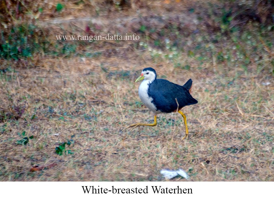 The Great Backyard Bird Count (#GBBC) has kicked off today and will last till 19 Feb. A worldwide #citizenscientist project aimed at bird census 

Sharing my #blogpost on the birding zones in and around #Kolkata 

tinyurl.com/bddpb83w