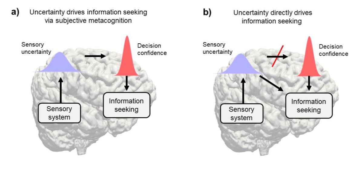 Are you sure? Would you like another look?

Here we find a double dissociation between the kinds of uncertainty that control information seeking &amp; those that shape subjective feelings of confidence.

w/ <a href="/_georgina_el/">Georgina Edwards-Lowe</a>, <a href="/LaChiusaElisa/">Elisa La Chiusa</a>  &amp; <a href="/OlawoleHelen/">Helen Olawole-Scott</a>

Link: osf.io/preprints/psya…