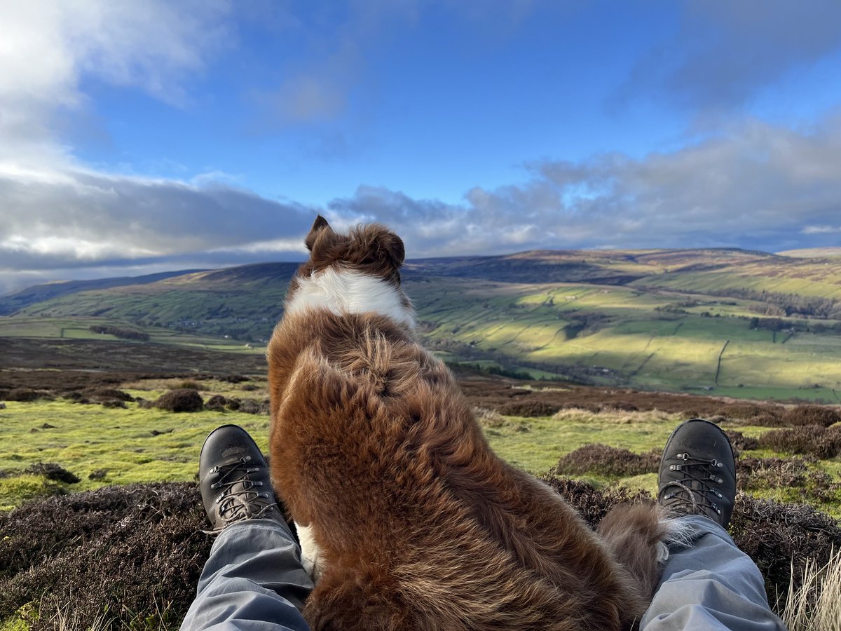 Mark Forrest tweet media