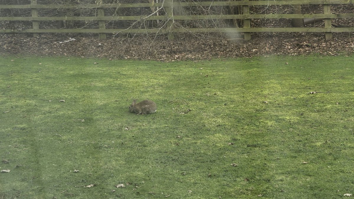 I had no idea the hotel that the con is at came with bunnies included, but I'm not gonna complain 😆😍
<a href="/Ravenswoodstock/">Ravenswoodstock</a>