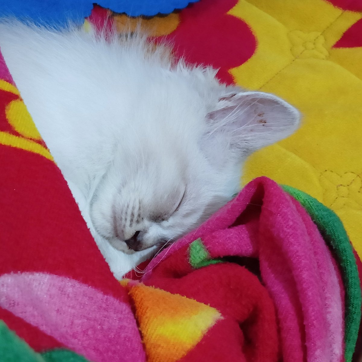 parakayamore's tweet photo. #KingmeSelcaDay #KingmakerSelcaDay #GYEOWOOL meow i guess https://t.co/Bu9TBOeDnH