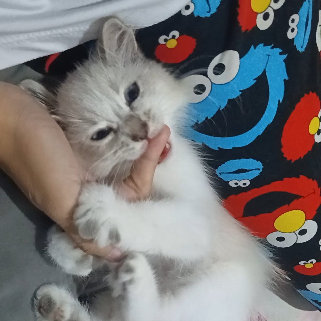 parakayamore's tweet photo. #KingmeSelcaDay #KingmakerSelcaDay #GYEOWOOL meow i guess https://t.co/Bu9TBOeDnH
