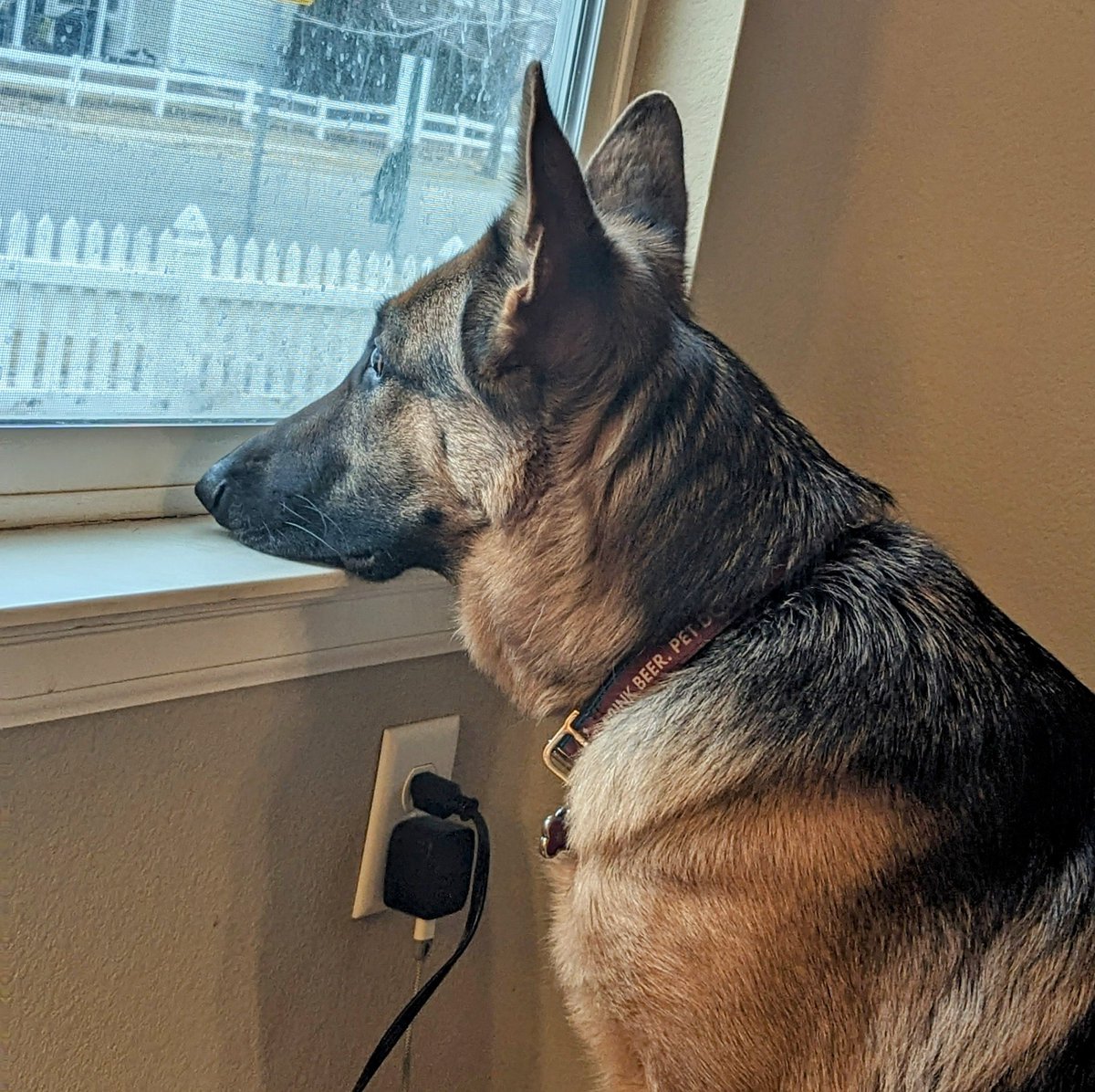 HeidiTown's tweet photo. What people think German Shepherds do...
what they actually do.
#lifewithFritzi #FritzitheDog https://t.co/4yQ96OHpCJ