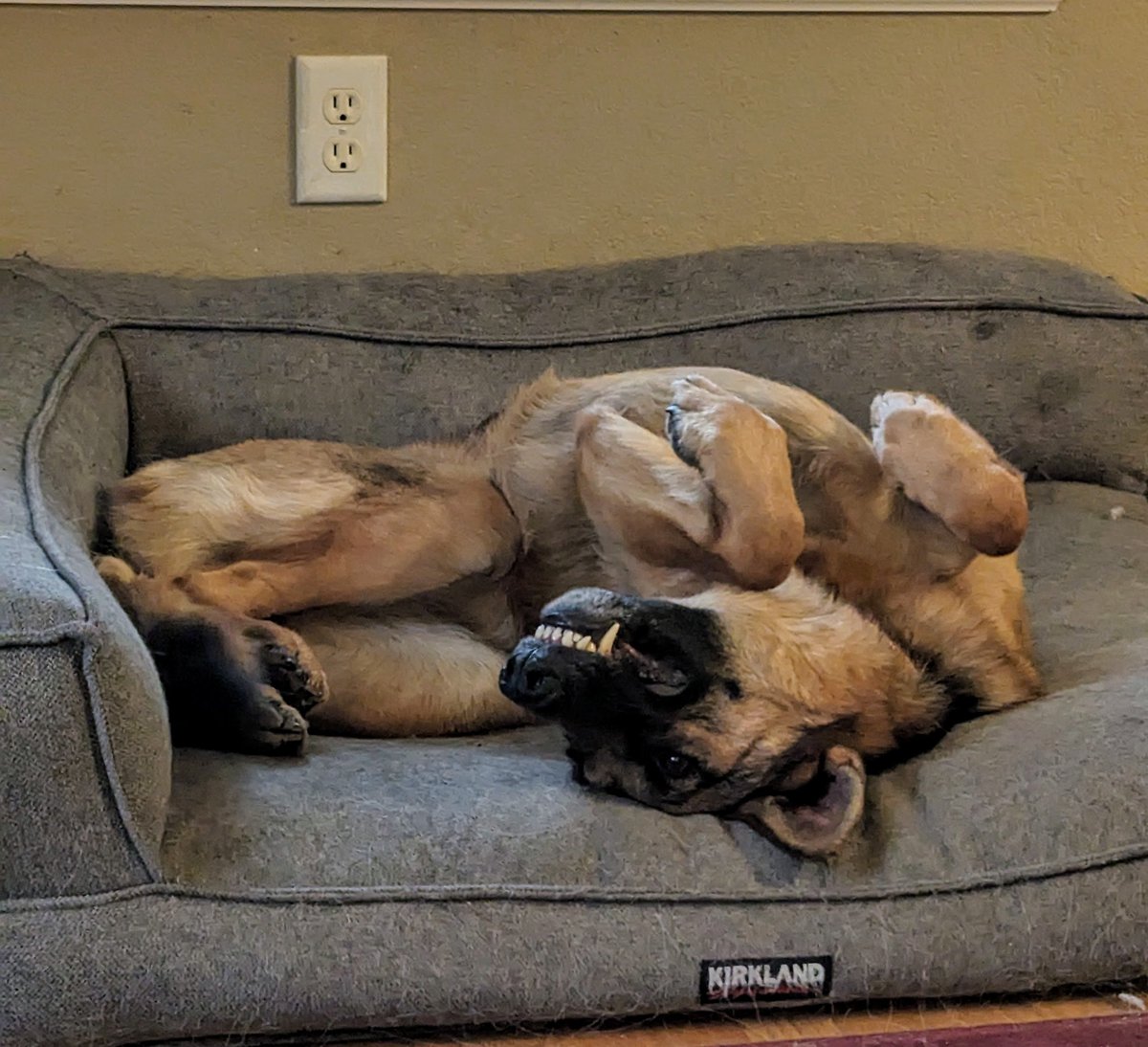 HeidiTown's tweet photo. What people think German Shepherds do...
what they actually do.
#lifewithFritzi #FritzitheDog https://t.co/4yQ96OHpCJ