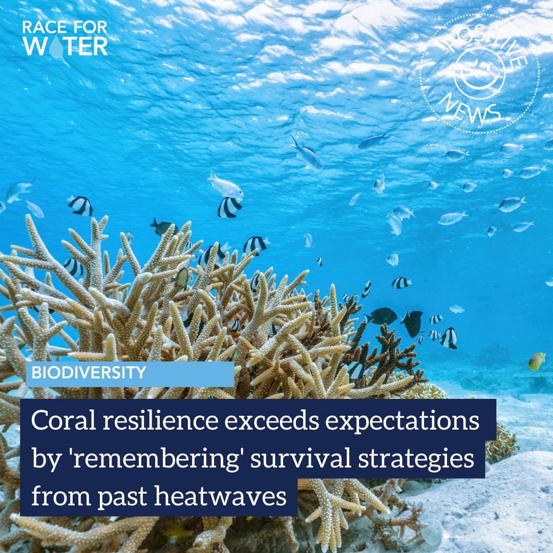 A study by researchers at <a href="/OregonState/">Oregon State University</a> reveals that some coral species can withstand heat waves by 'remembering' their past experiences. The findings, suggest that this memory response is closely linked to the microbial communities that inhabit among the corals. 🦠🪸
#CoralReefs