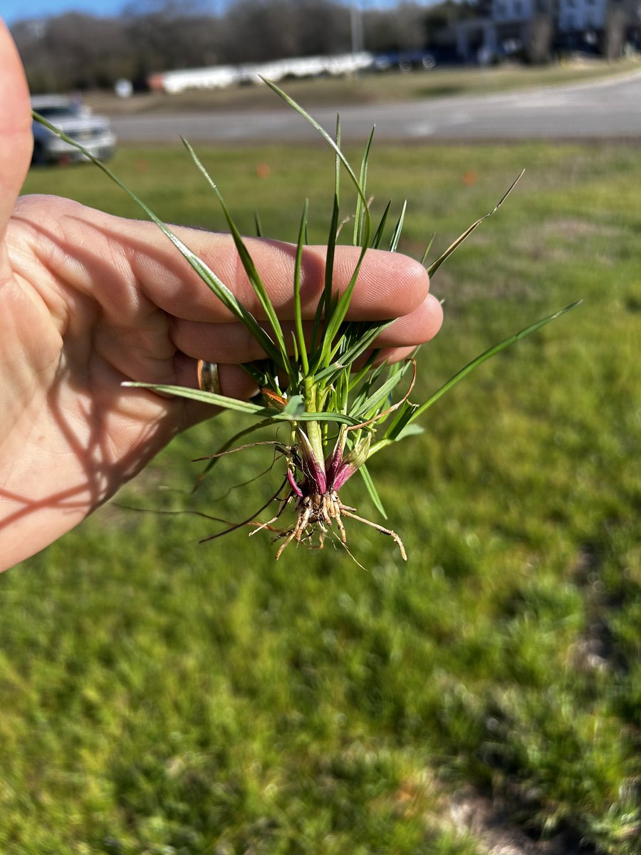 David Russell tweet media