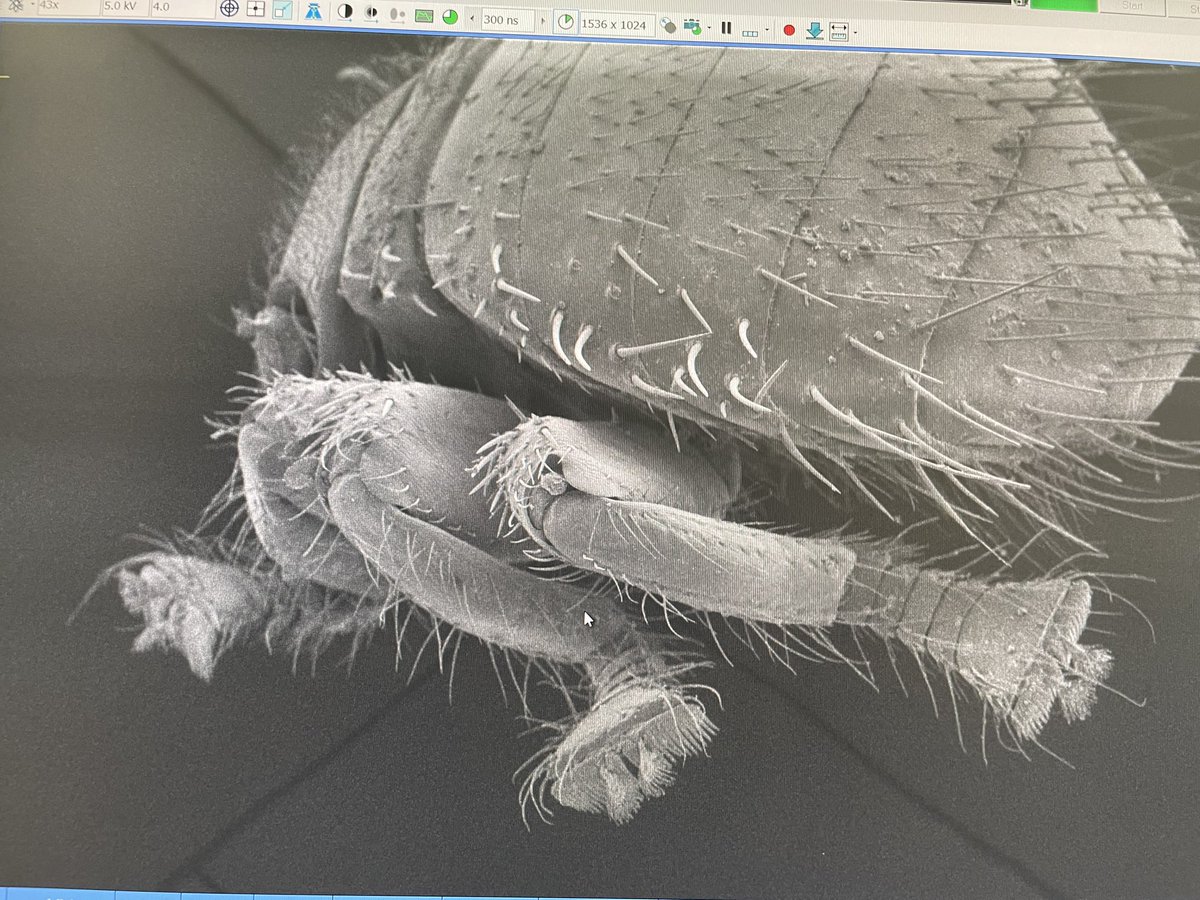 Dr Erica McAlister tweet media