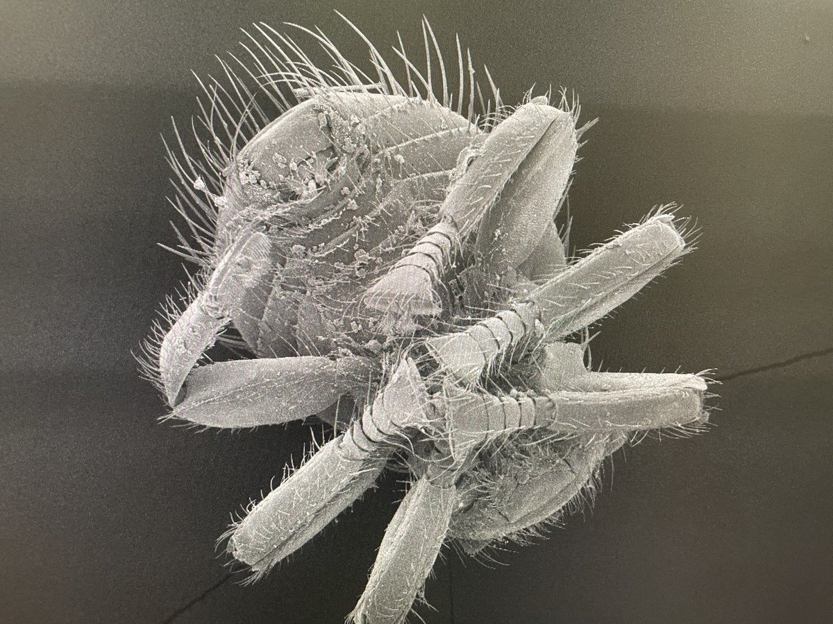 Dr Erica McAlister tweet media