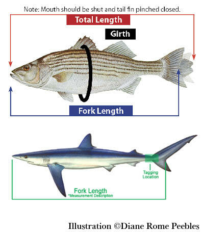 MD Fishing & Boating on X: How does your catch measure up? Size