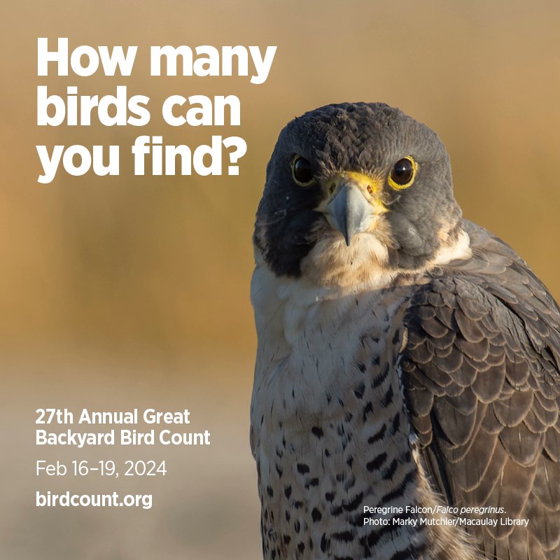 Great Backyard Bird Count starts today and runs until Monday. A warm looking weekend for a bird walk in the Weaselhead.
What birds are you seeing this weekend? Share them with us! #weaselheadpark #gbbc #gbbc2024
