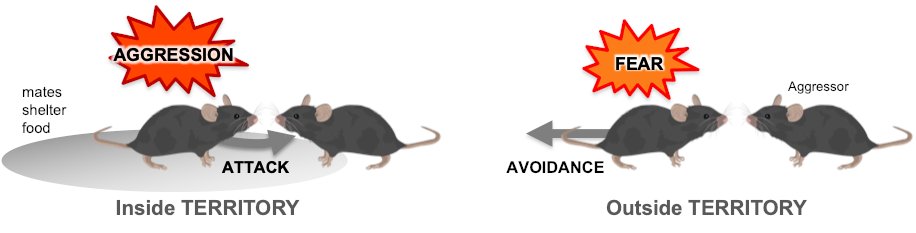 We're hiring ambitious PhD students interested in the neural circuits underlying territorial behaviors. How do mice switch from aggression to escape depending on territorial context and dominance status? DEADLINE: March 11, 2024 embl.org/about/info/emb…