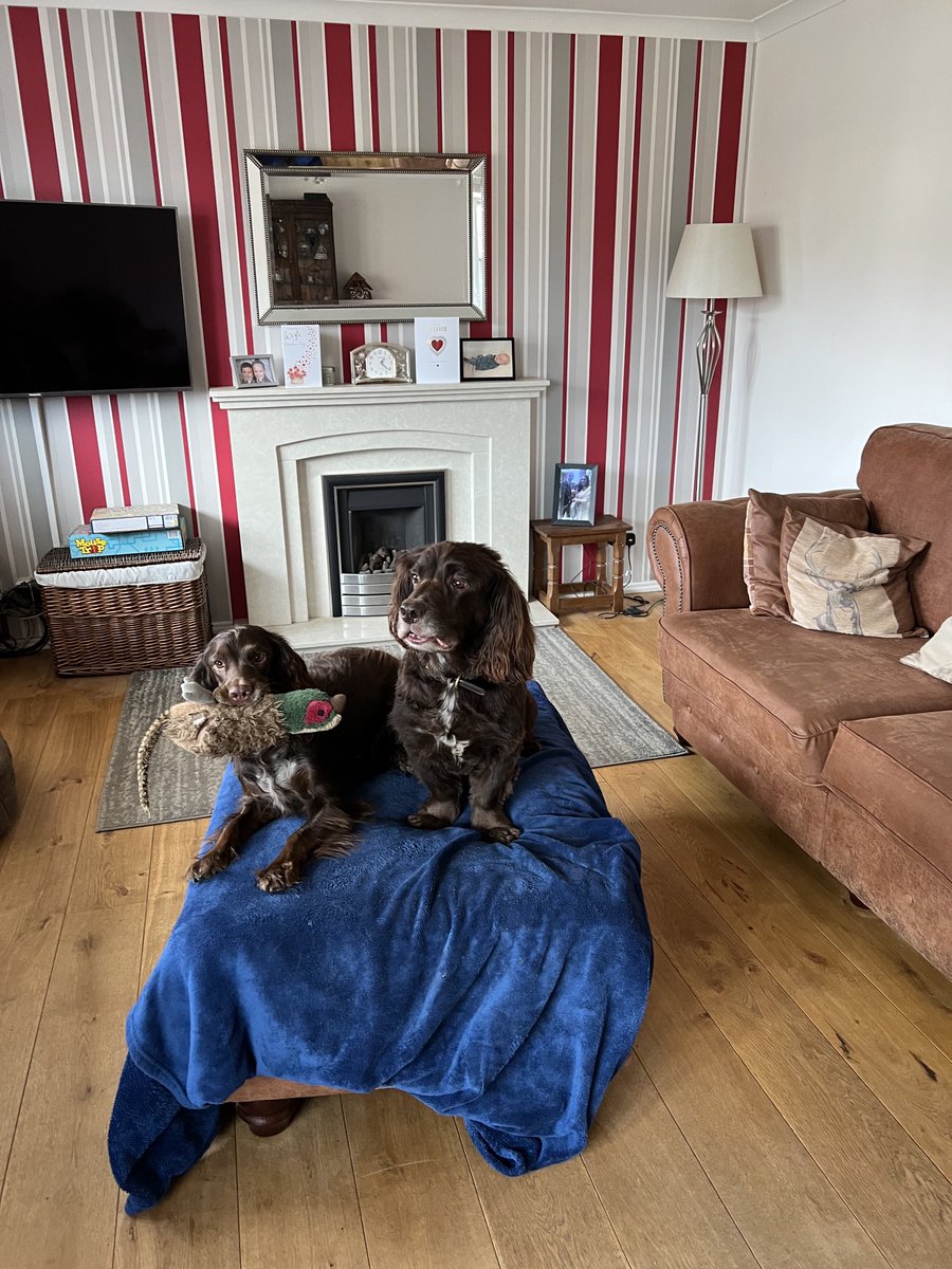 yarmySue's tweet photo. Keeping an eye on things in our close with the help of pheasant! #woodysprocker #rolococker #dogsoftwitter #spanielsoftwitter #nosydogs https://t.co/2b0ivcBfOM
