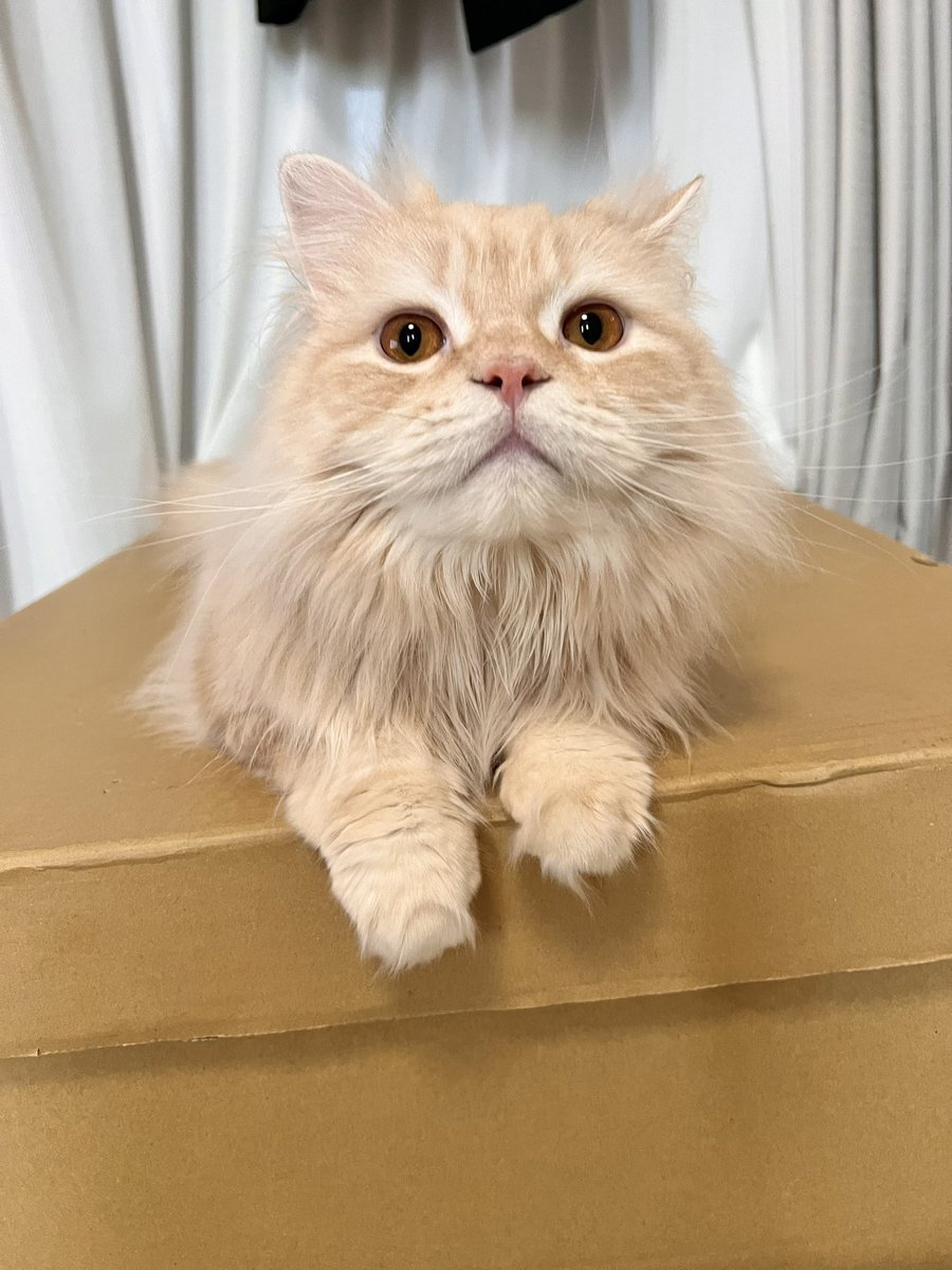 moco_0313's tweet photo. ダンボール好きだよねー🥰
#猫 https://t.co/oRCVpRdEyo