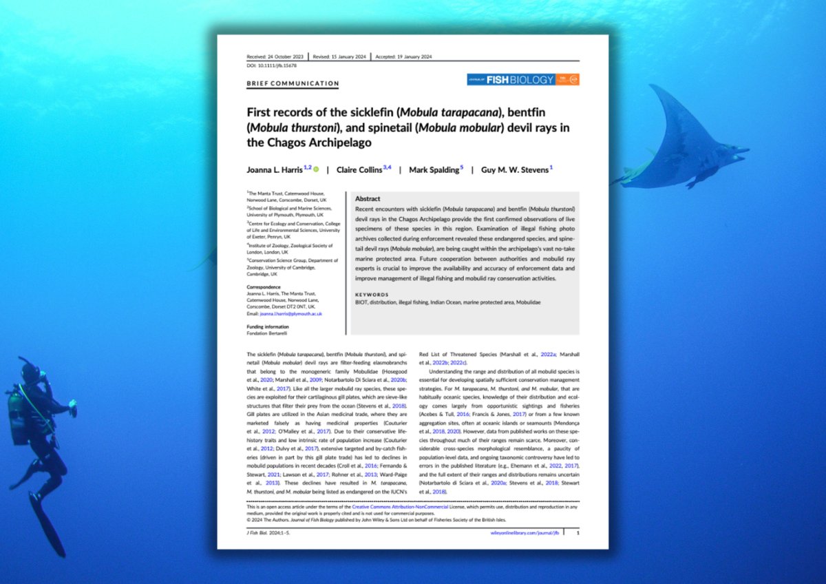 📢 NEW SCIENCE ALERT! First records of the sicklefin, bentfin, and spinetail devil rays in the Chagos Archipelago @Manta_Joanna supported by @iomarinescience @bertarellifoundation @westonfdn @plymuni 👉 bit.ly/3wgs373 📸 Ana Filipa Sobral