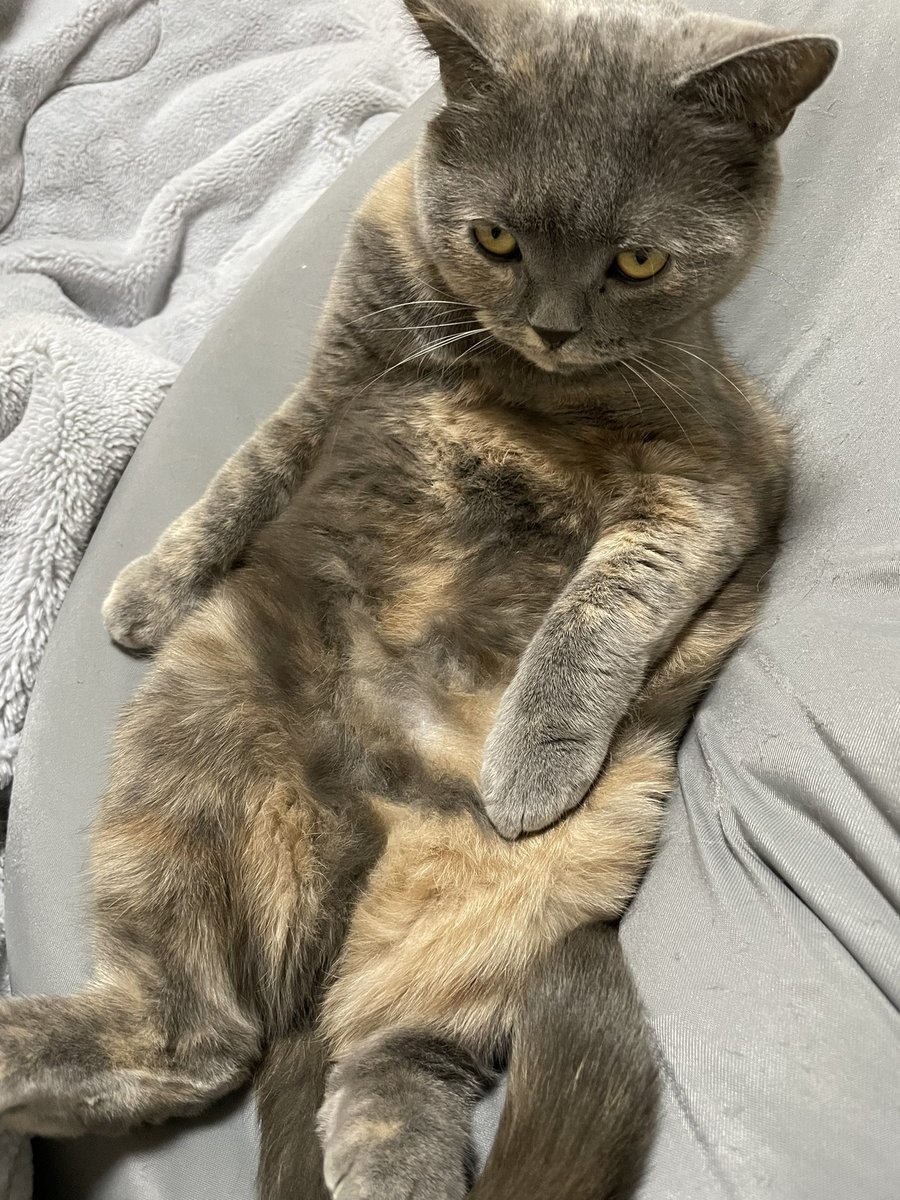 nikuQ_0218's tweet photo. めちゃくちゃガンつけられた後のチラ見

#猫 #猫好きさんと繋がりたい
#猫のいる暮らし #猫のいる幸せ
#ブリティッシュショートヘア https://t.co/3oymxY7YQ4