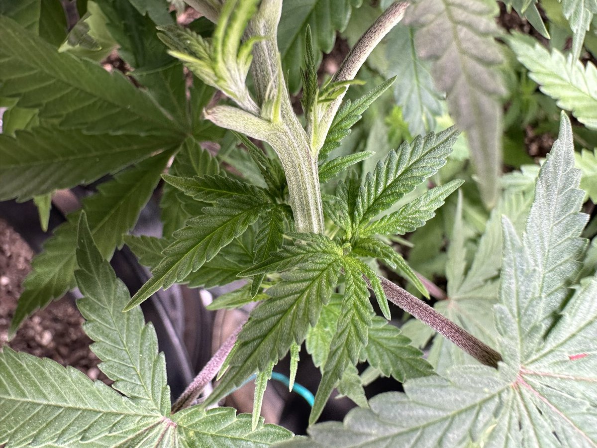 Good Morning #StonerFam! Today I woke up to both of the #SourNuts showing their lady hairs. 🌱🍃🪴

This makes me happy 😊

#growyourown 
@sugarcoatedank 🧬

#CannabisCommunity #420community #WeedLovers #cannabisgrower #Mmemberville #CannaLand #StayBaked✌️